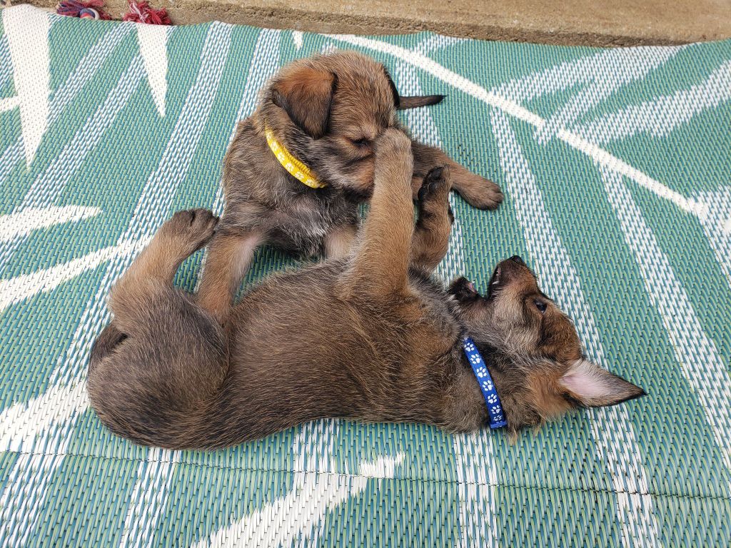Chiot Mâle Disponible