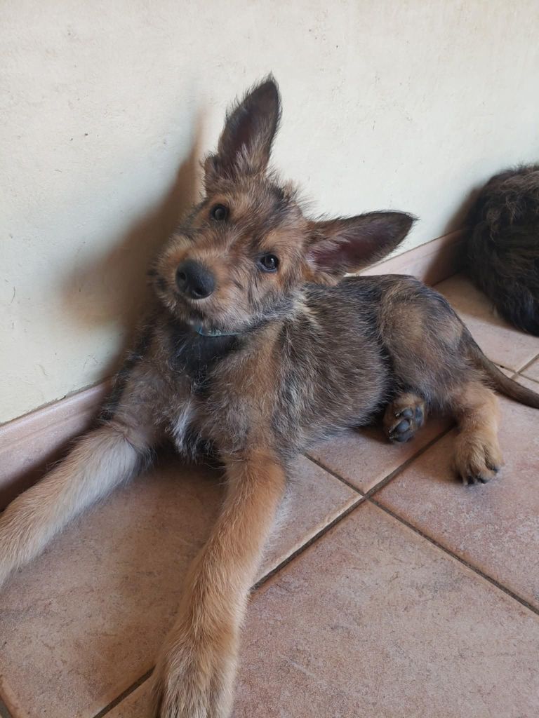 Chiot Mâle Disponible