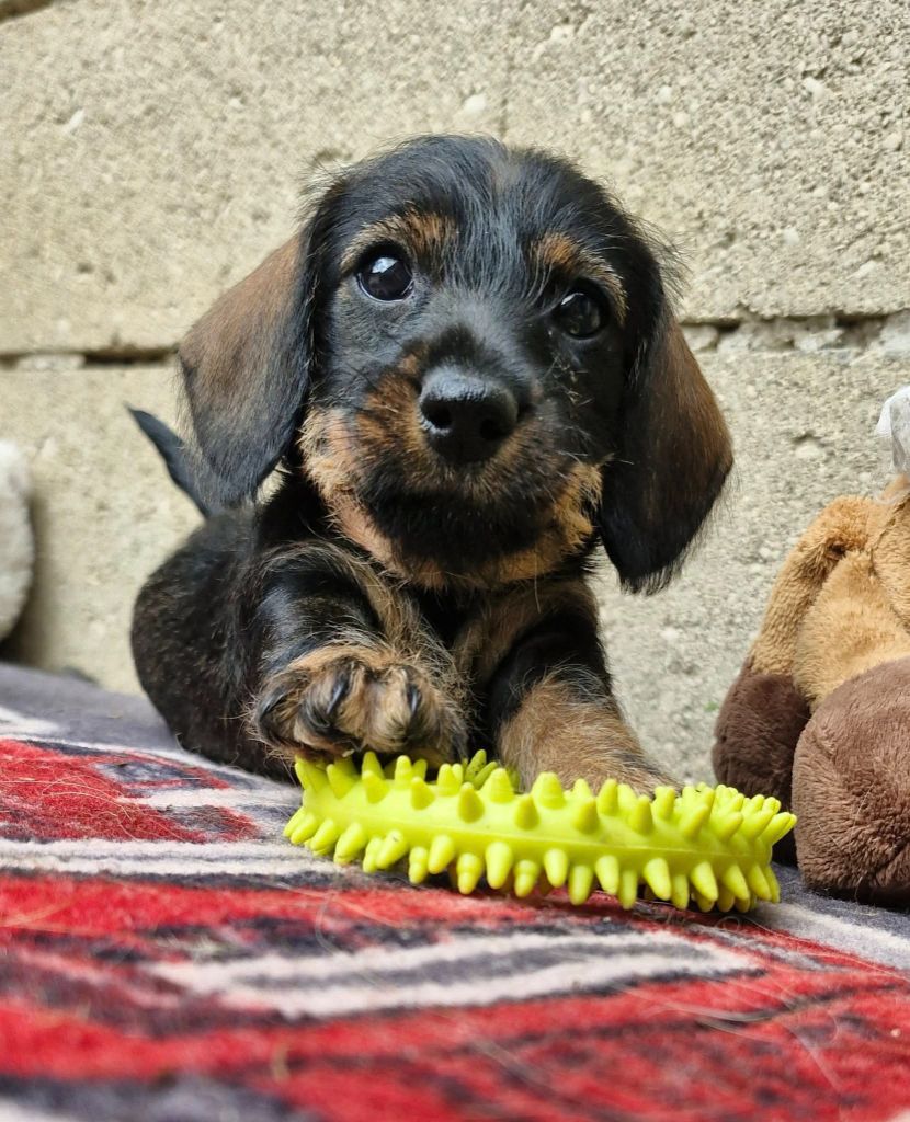 Pic d’ARLEE - Chiots disponibles - Teckel poil dur