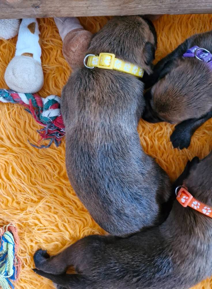 Pic d’ARLEE - Chiots disponibles - Berger de Picardie
