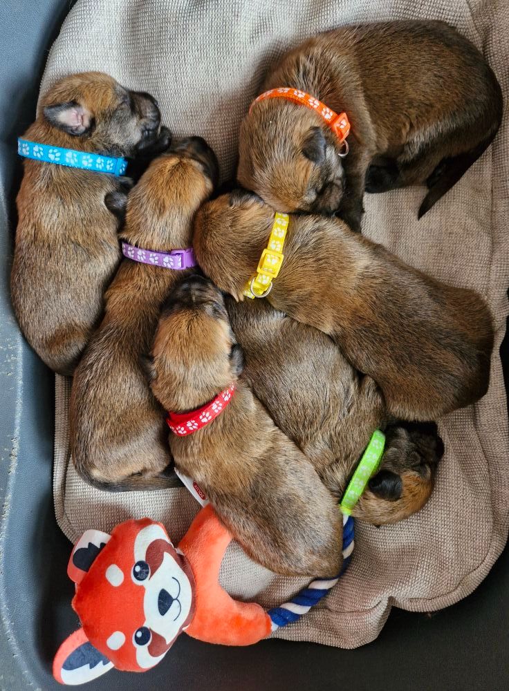 Chiot Berger de Picardie Pic d’ARLEE