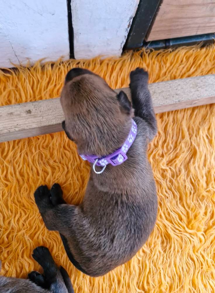 Pic d’ARLEE - Chiots disponibles - Berger de Picardie