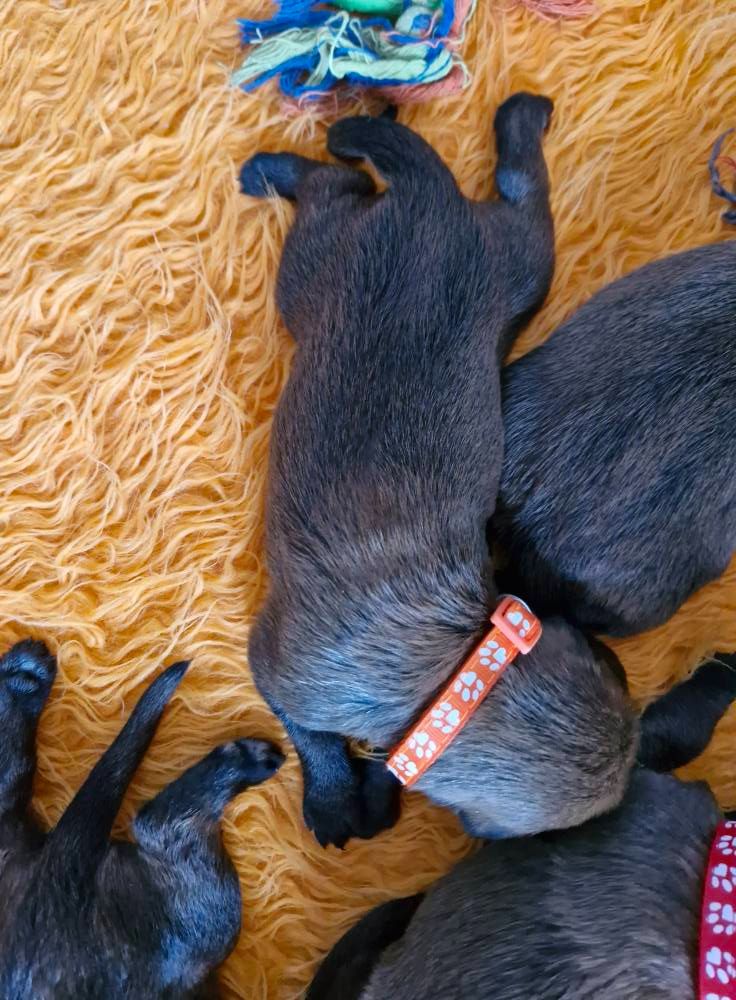Pic d’ARLEE - Chiots disponibles - Berger de Picardie