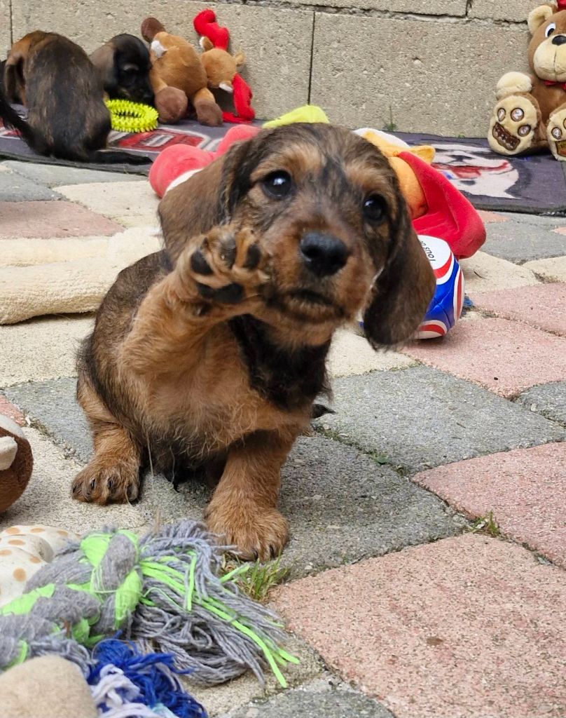 Pic d’ARLEE - Chiots disponibles - Teckel poil dur