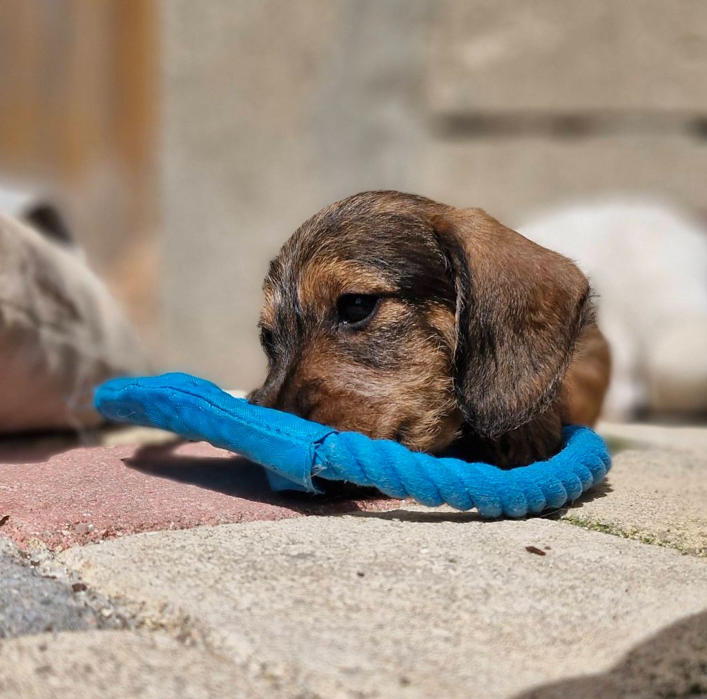 Pic d’ARLEE - Chiots disponibles - Teckel poil dur