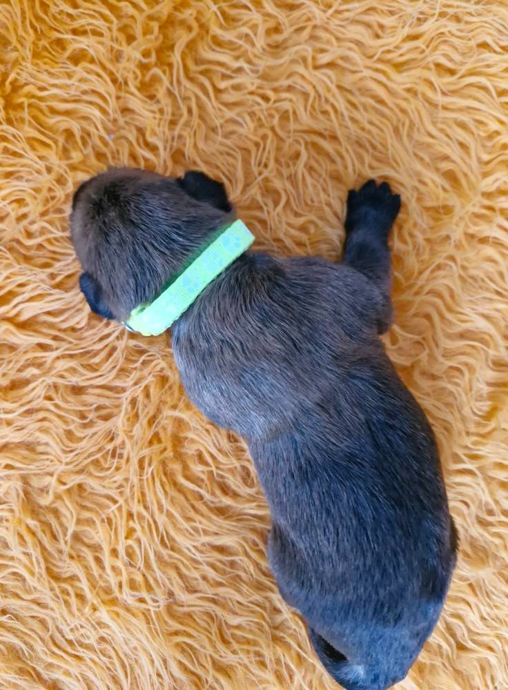 Pic d’ARLEE - Chiots disponibles - Berger de Picardie