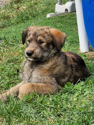 ANKA