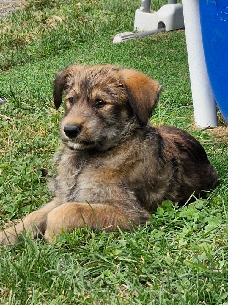 Pic d’ARLEE - Chiots disponibles - Berger de Picardie