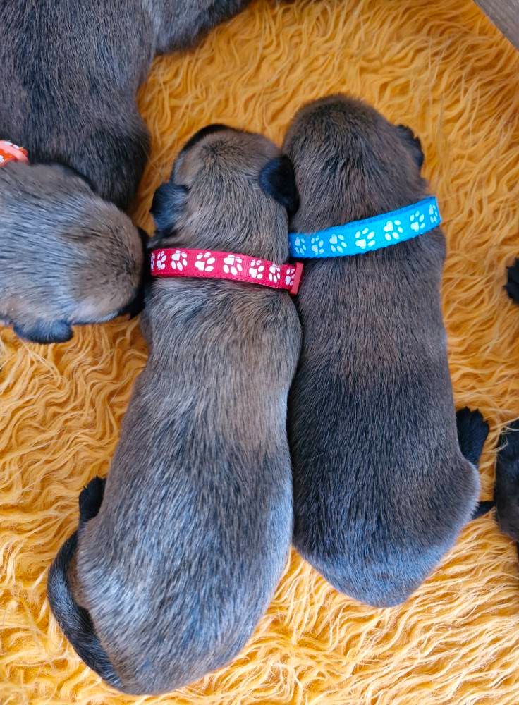 Pic d’ARLEE - Chiots disponibles - Berger de Picardie