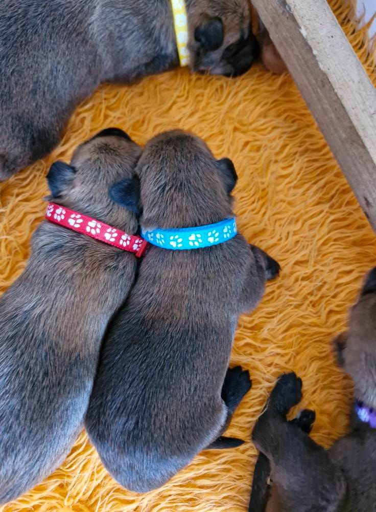 Pic d’ARLEE - Chiots disponibles - Berger de Picardie